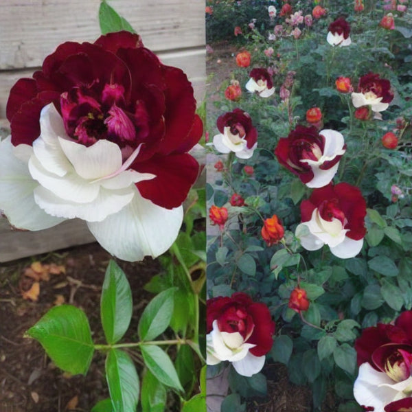 Buvala™-🌹Rare Twin Roses Seeds