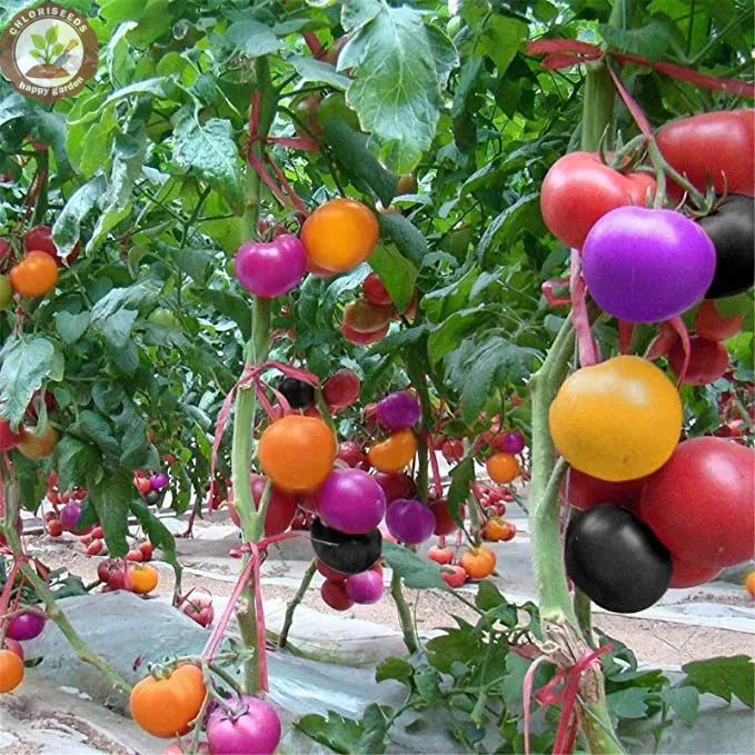 Buvala™-Waterfall Tomatoes Seeds-High Yield