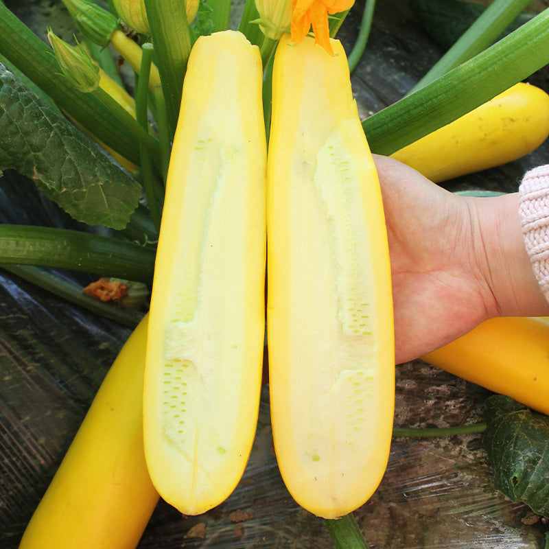 Buvala™-Golden Zucchini Seeds