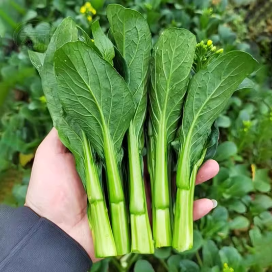 Buvala™-1000Pcs-Four-Nine Choy Sum Seeds