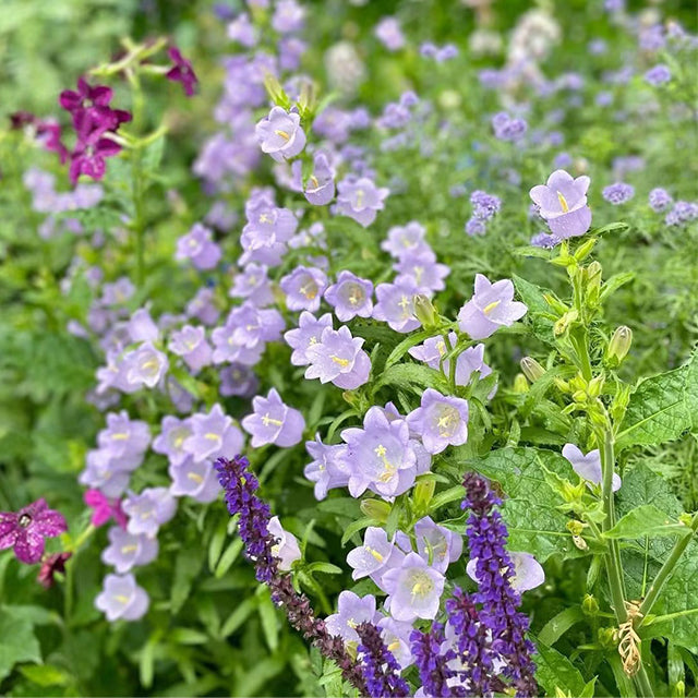 Buvala™-🔔Bellflower Seeds—Spring's Rainbow Romance🌸