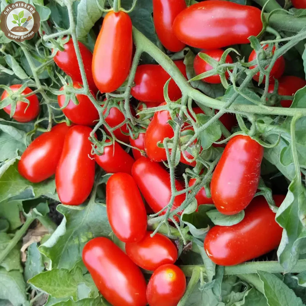 Buvala™-Waterfall Tomatoes Seeds-High Yield