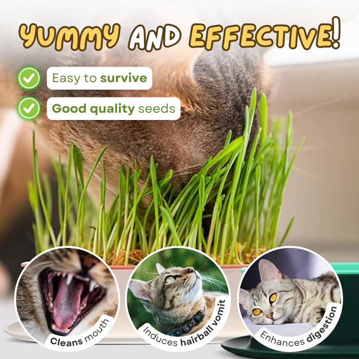 Buvala™-🌱 Cat Grass Seeds-Easy to Grow