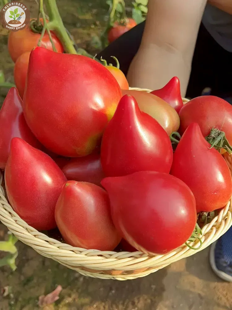 Buvala™-Waterfall Tomatoes Seeds-High Yield