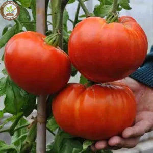 Buvala™-Waterfall Tomatoes Seeds-High Yield