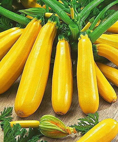 Buvala™-Golden Zucchini Seeds