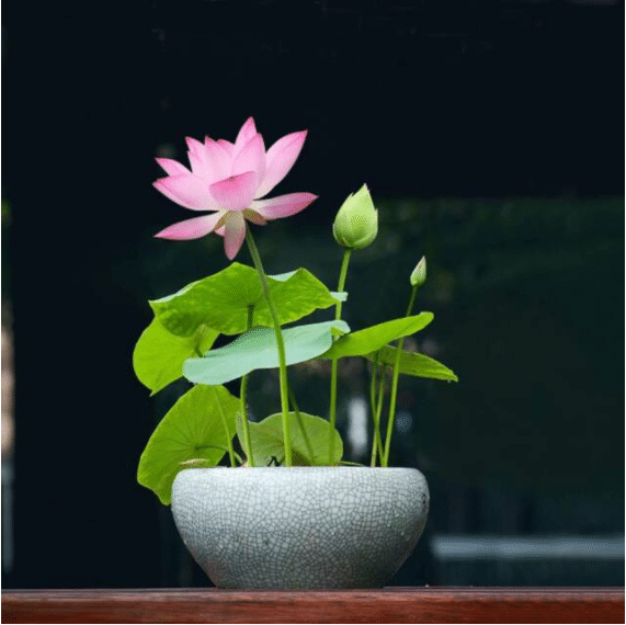 Buvala™-THE PREMIUM BONSAI LOTUS FLOWER SEEDS