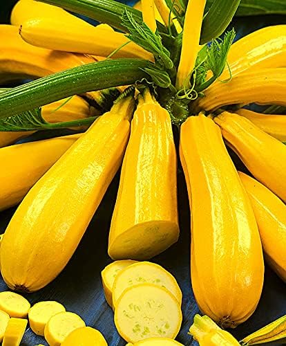 Buvala™-Golden Zucchini Seeds