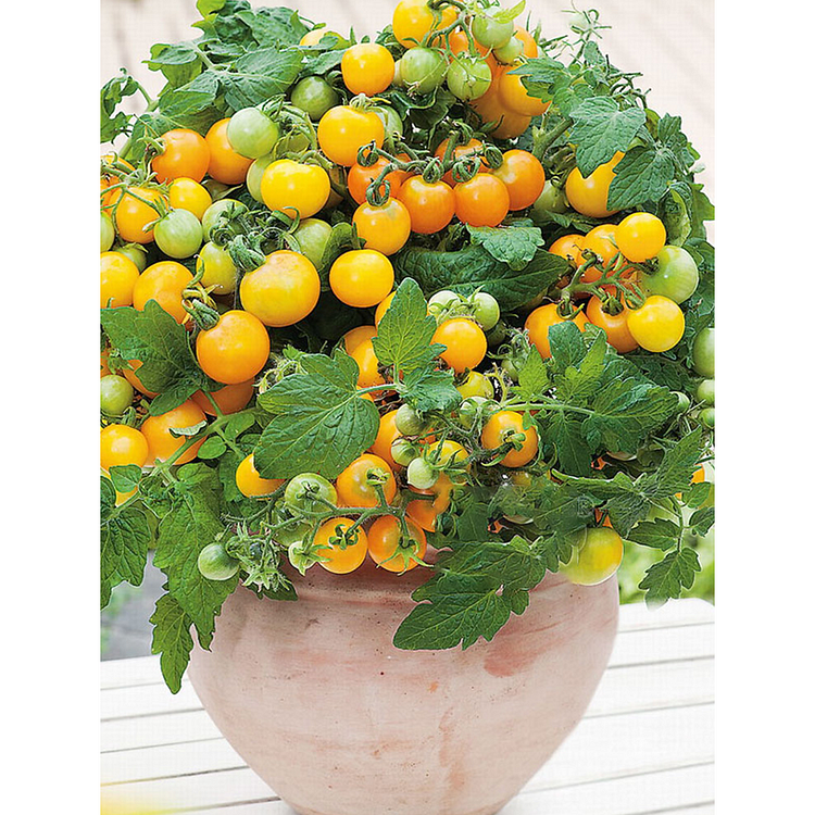 Buvala™-Dwarf Tomatos Seeds