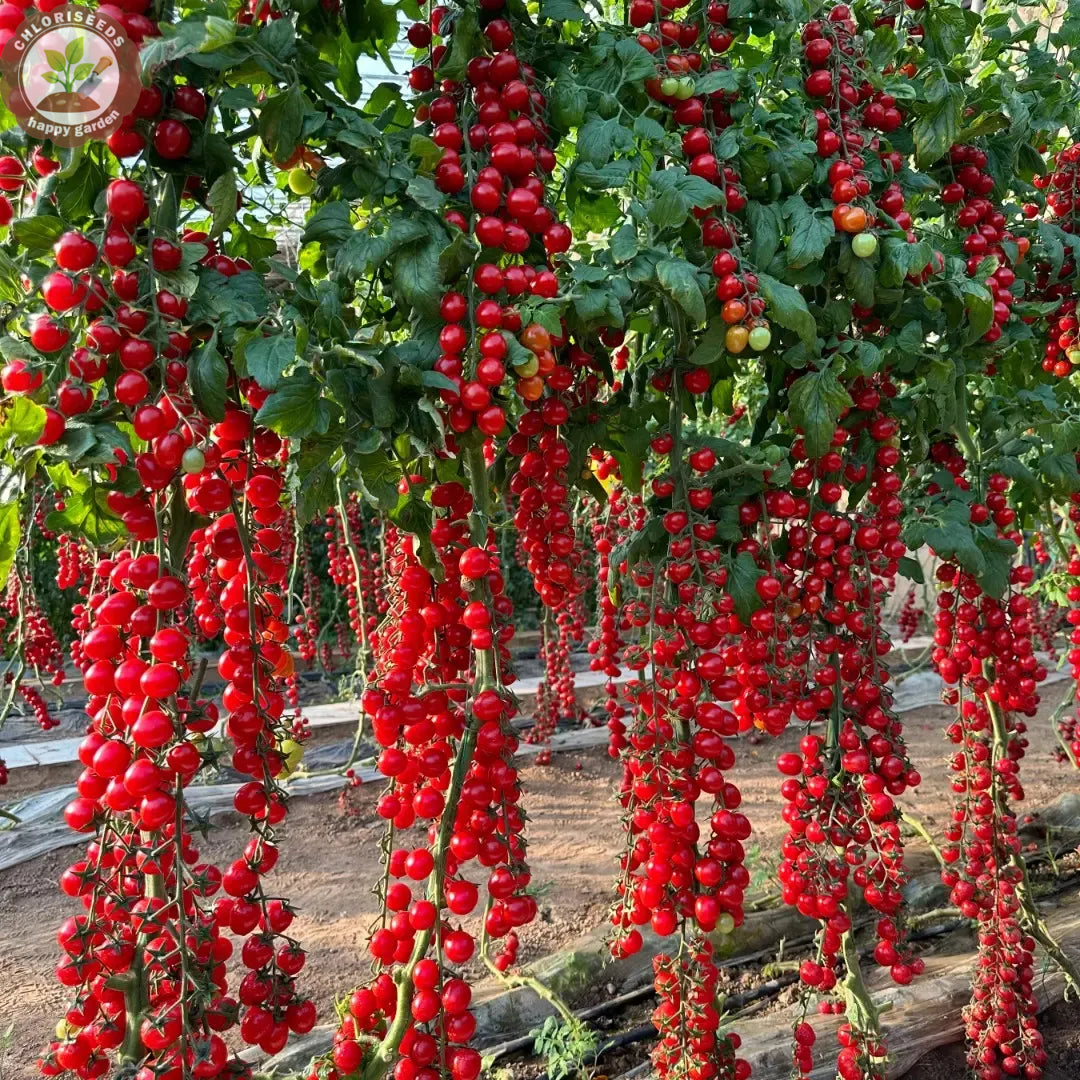 Buvala™-Waterfall Tomatoes Seeds-High Yield