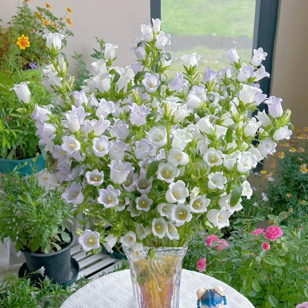 Buvala™-🔔Bellflower Seeds—Spring's Rainbow Romance🌸