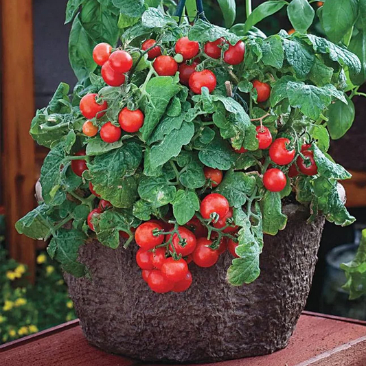 Buvala™-Dwarf Tomatos Seeds