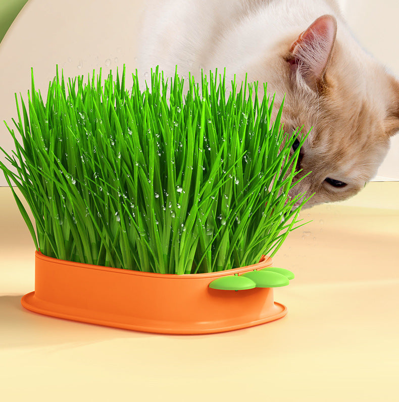 Buvala™-🌱 Cat Grass Seeds-Easy to Grow