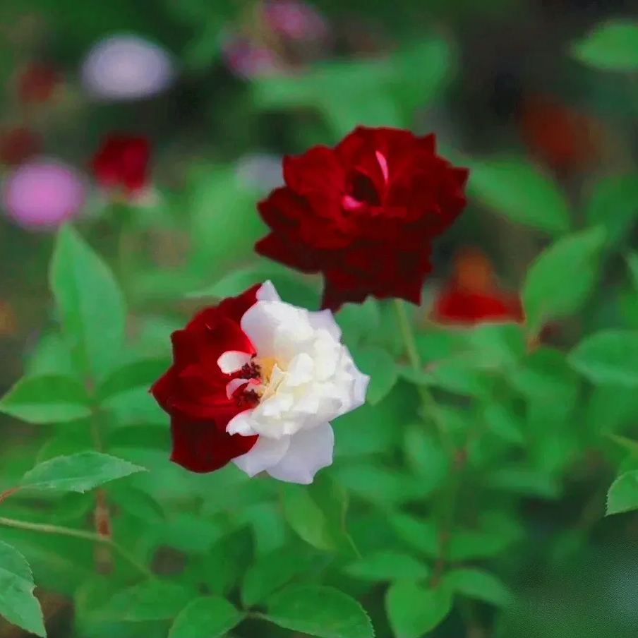 Buvala™-🌹Rare Twin Roses Seeds