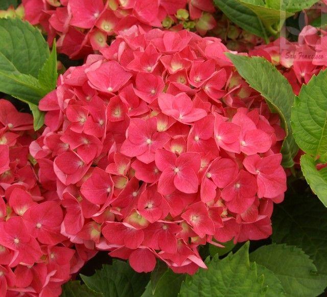 Buvala™-Hydrangea Seed Bonsai Flower Seeds Hydrangea Perennial Garden Home