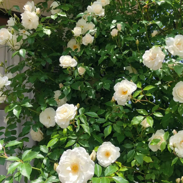 Buvala™-🌹Climbing Rose Seeds - Luck Rises