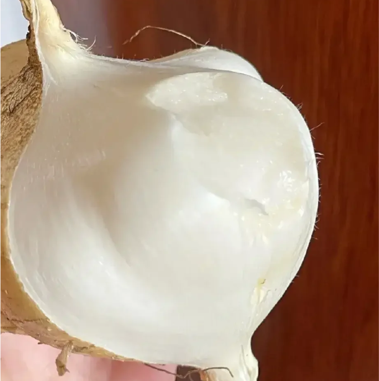 Buvala™-Jicama Pachyrhizus Erosus Seeds