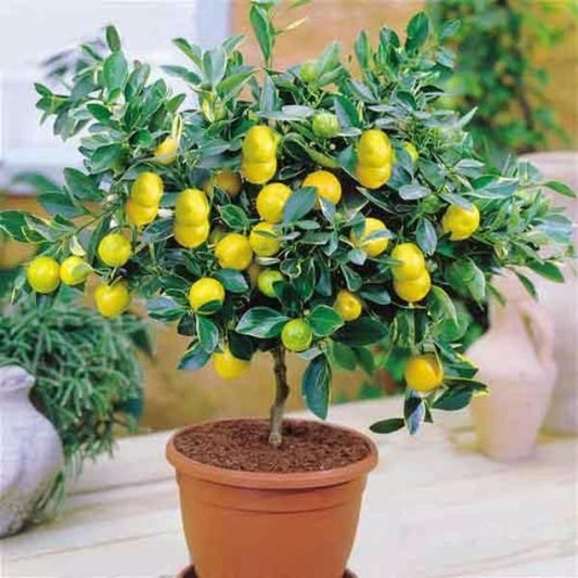 Buvala™-High Survival Rate Lemon Tree Seeds