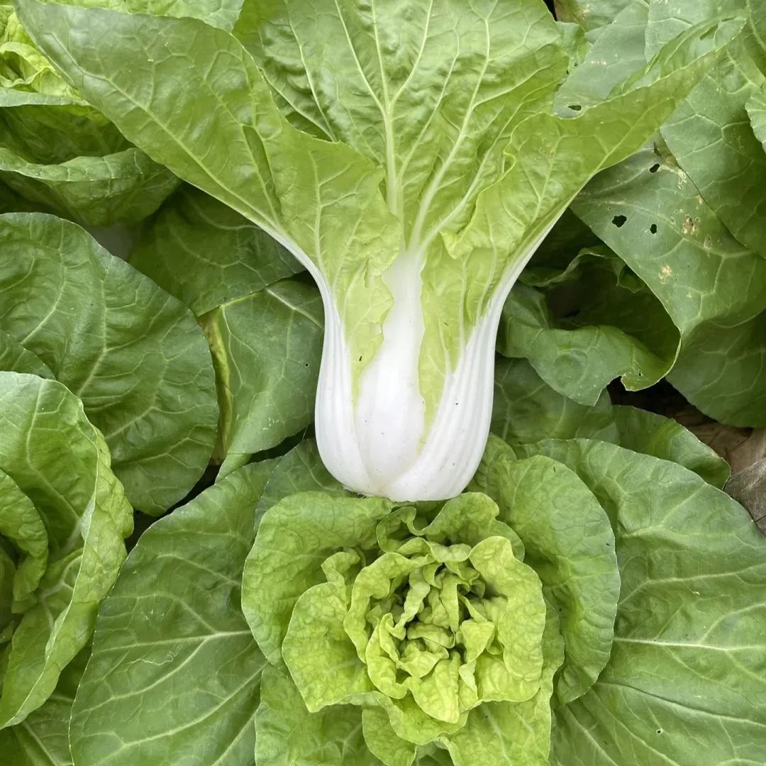 Buvala™-🌿3000 PCS-Fast-Growing Cream Lettuce Seeds