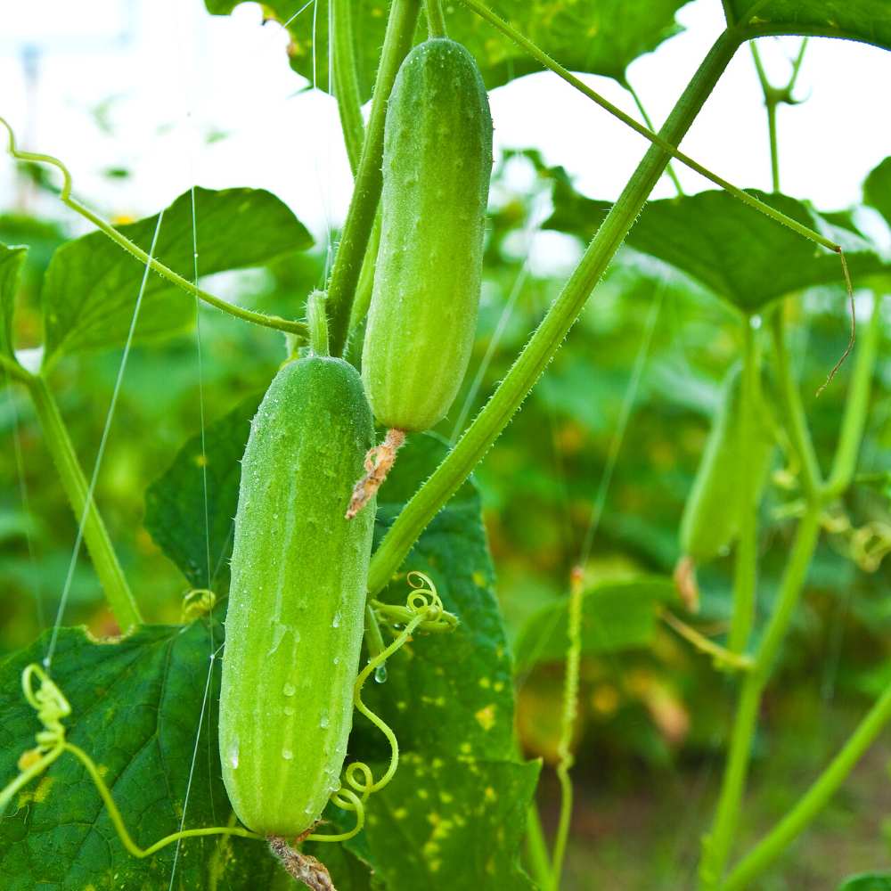 Buvala™-Fruit Cucumber Seeds