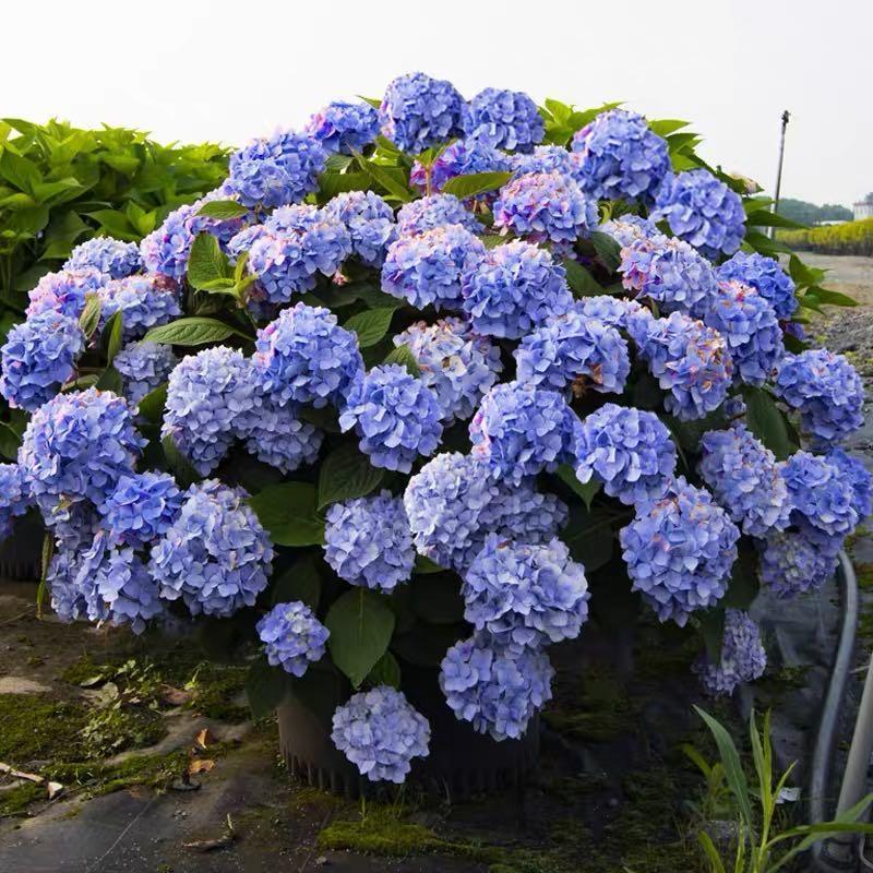 Buvala™-Hydrangea Seed Bonsai Flower Seeds Hydrangea Perennial Garden Home