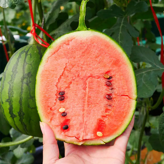 Buvala™-🍉Thin Skin Ruby Mini Watermelons Seeds