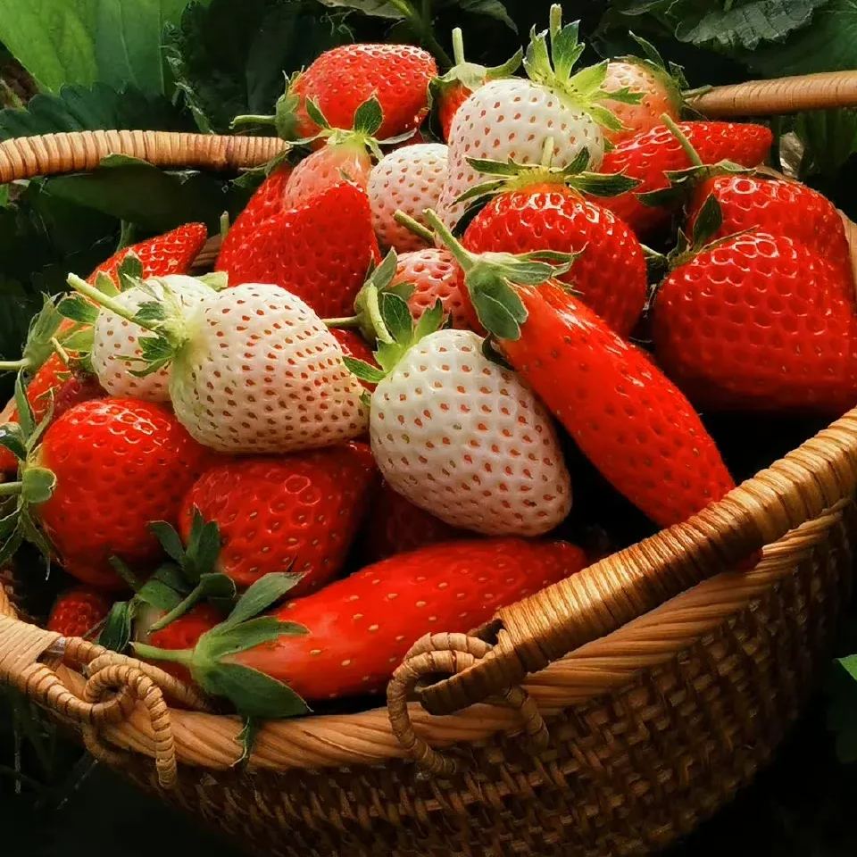 Buvala™-Rare Chili Strawberry Fruits Seeds