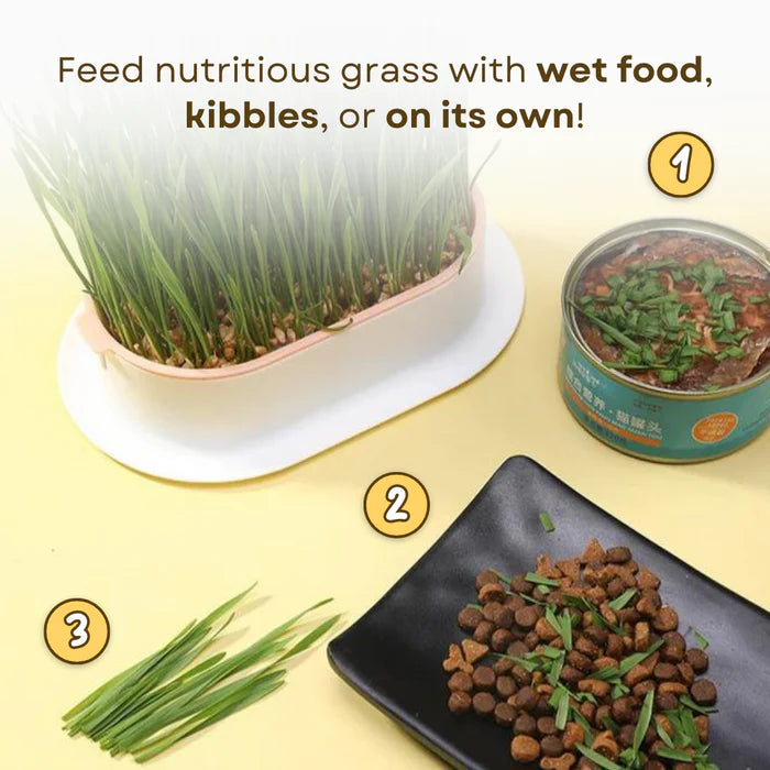 Buvala™-🌱 Cat Grass Seeds-Easy to Grow