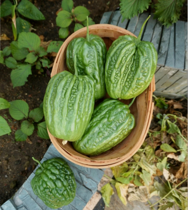 Buvala™-Big Top Bitter Melon Seeds