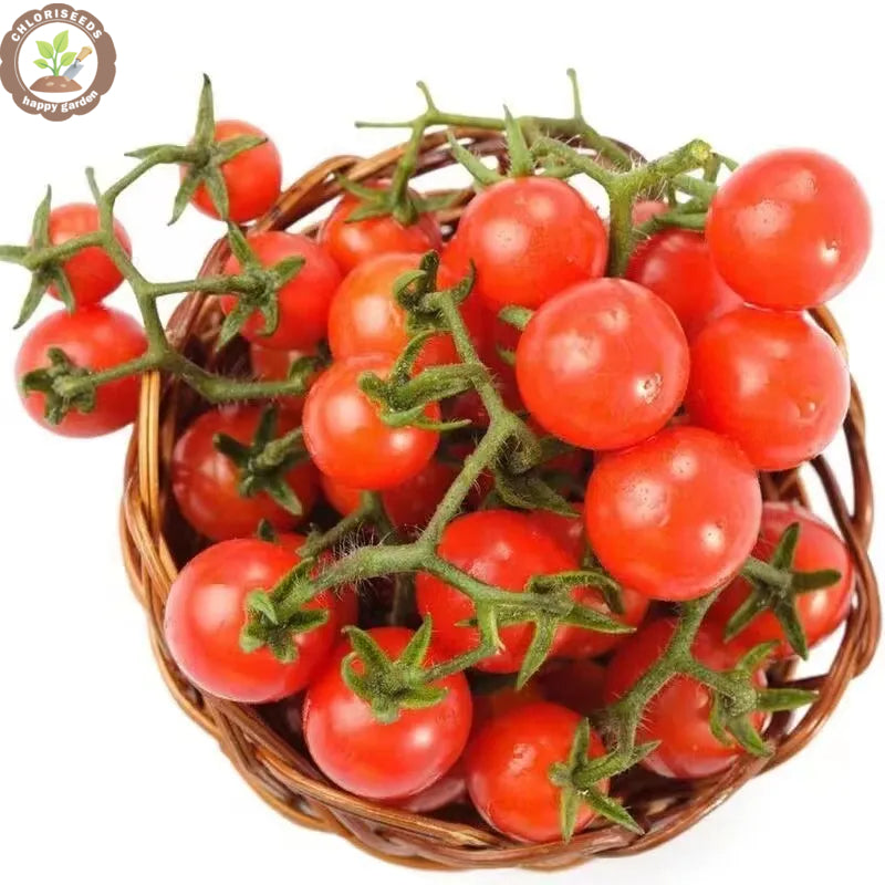 Buvala™-Waterfall Tomatoes Seeds-High Yield