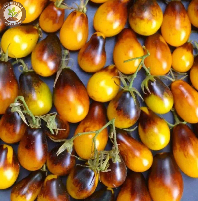 Buvala™-Waterfall Tomatoes Seeds-High Yield