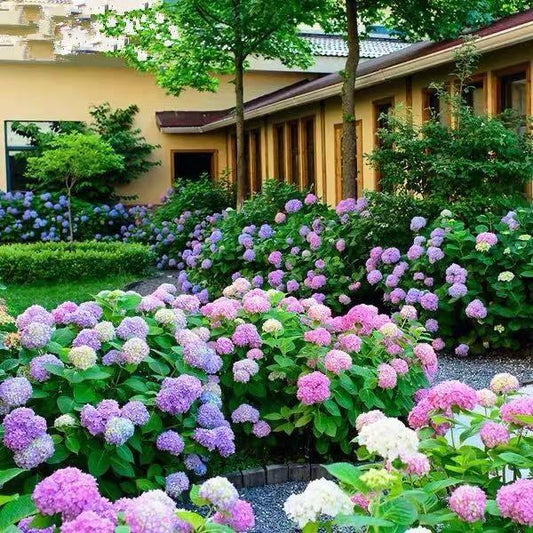 Buvala™-Hydrangea Seed Bonsai Flower Seeds Hydrangea Perennial Garden Home