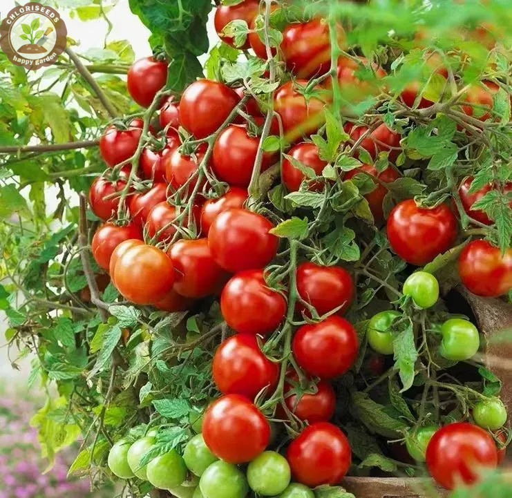 Buvala™-Waterfall Tomatoes Seeds-High Yield