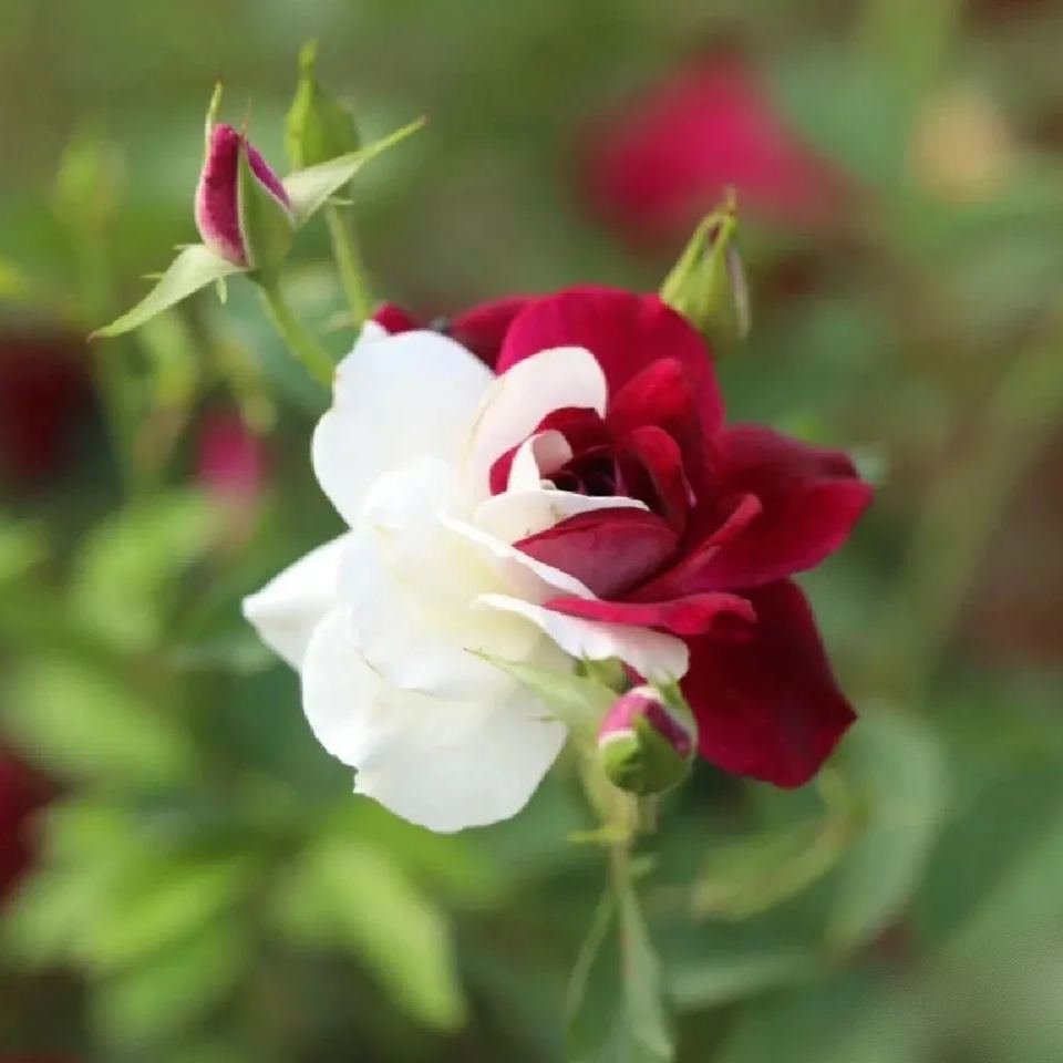 Buvala™-🌹Rare Twin Roses Seeds