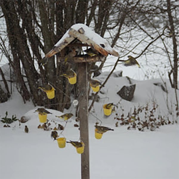 Buvala™-Ferris Wheel Bird Feeder 🐦