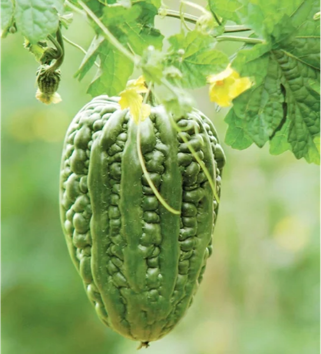 Buvala™-Big Top Bitter Melon Seeds