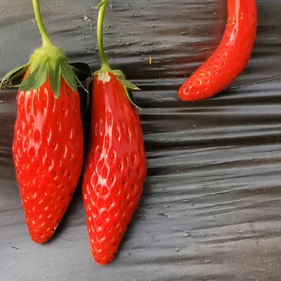 Buvala™-Rare Chili Strawberry Fruits Seeds