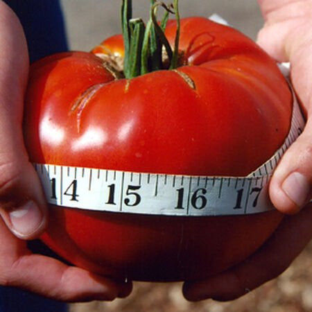 Buvala™-Giant Delicious Tomato / Up to 2kg (20 Seeds a Pack)