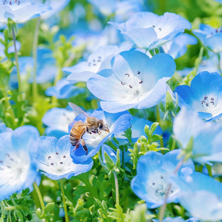 Buvala™-💙Baby-Blue-Eyes Seeds—Sky Color