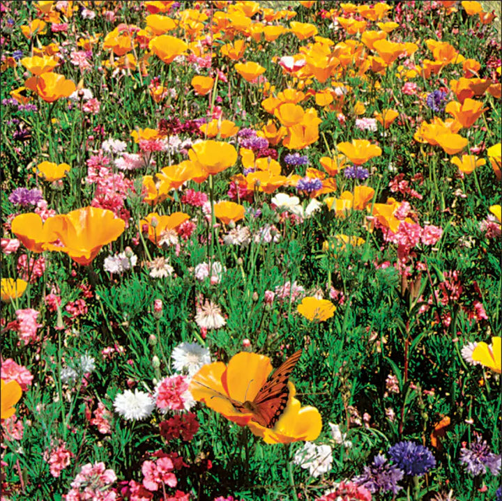 Buvala™-Wildflower Seeds Shaker Bag, Sunny Meadow Flower Mix