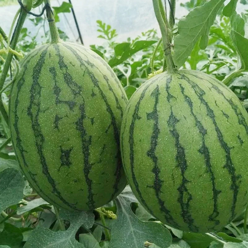 Buvala™-🍉Thin Skin Ruby Mini Watermelons Seeds