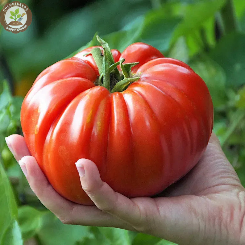 Buvala™-Waterfall Tomatoes Seeds-High Yield