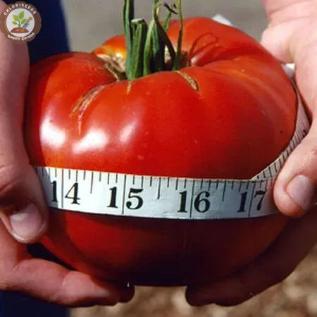 Buvala™-Waterfall Tomatoes Seeds-High Yield