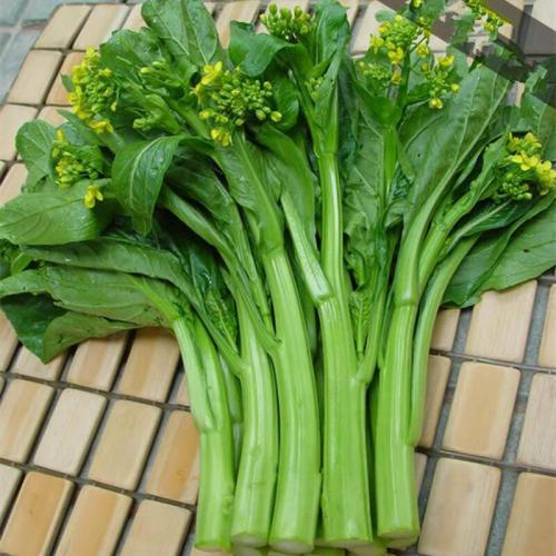 Buvala™-1000Pcs-Four-Nine Choy Sum Seeds