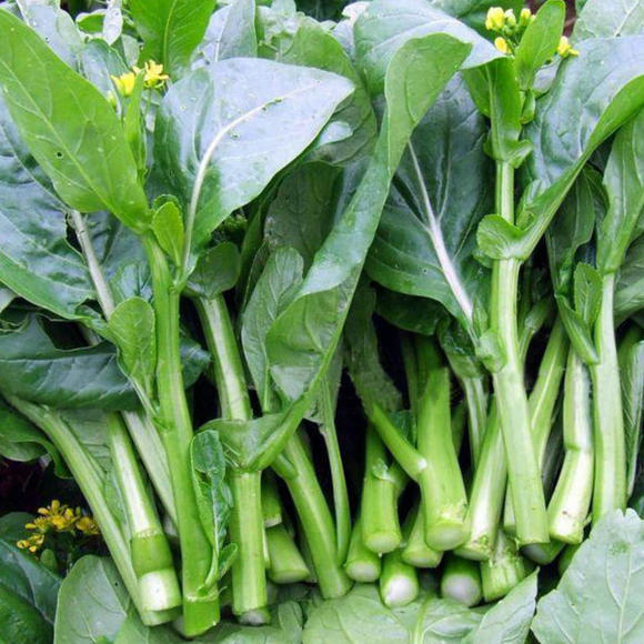 Buvala™-1000Pcs-Four-Nine Choy Sum Seeds