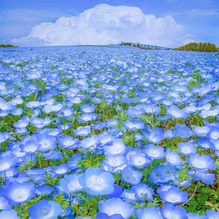 Buvala™-💙Baby-Blue-Eyes Seeds—Sky Color