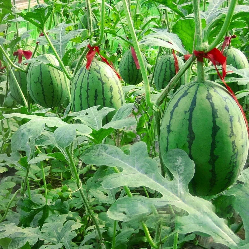 Buvala™-🍉Thin Skin Ruby Mini Watermelons Seeds