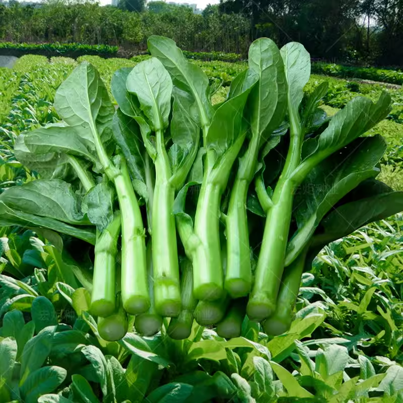 Buvala™-1000Pcs-Four-Nine Choy Sum Seeds