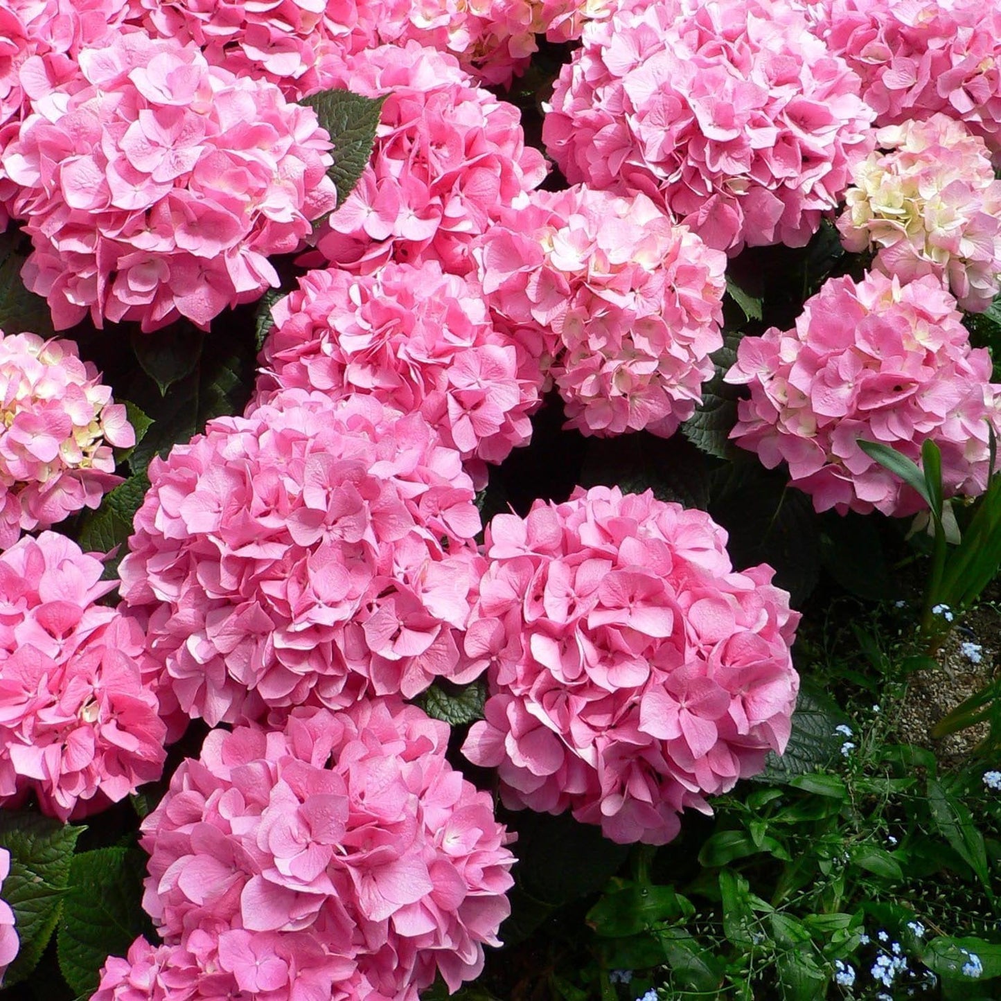 Buvala™-Hydrangea Seed Bonsai Flower Seeds Hydrangea Perennial Garden Home