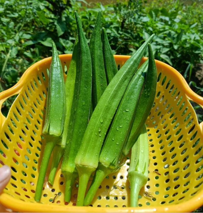 Buvala™-Fruit Okra Seeds